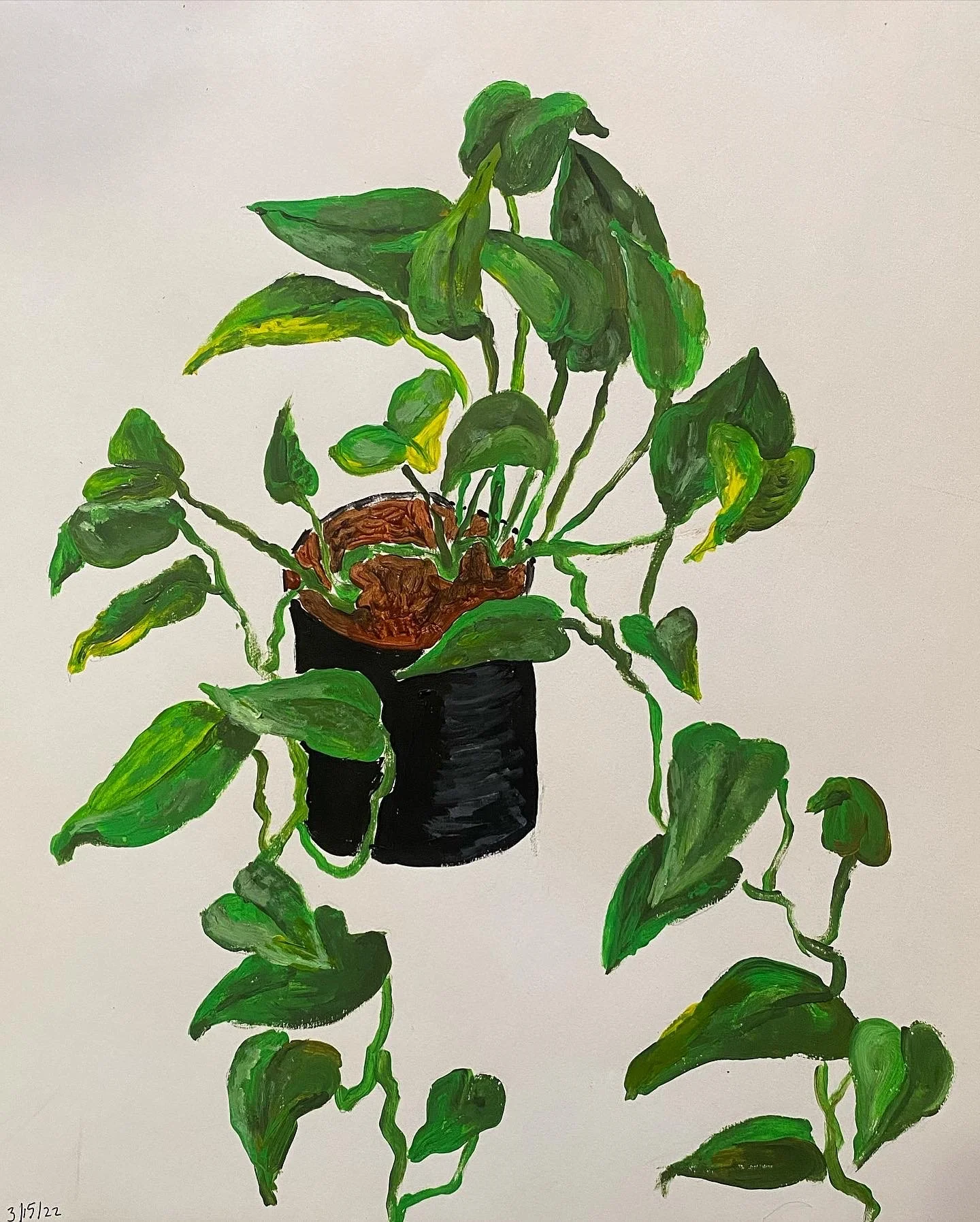 Devil's Ivy No. 2