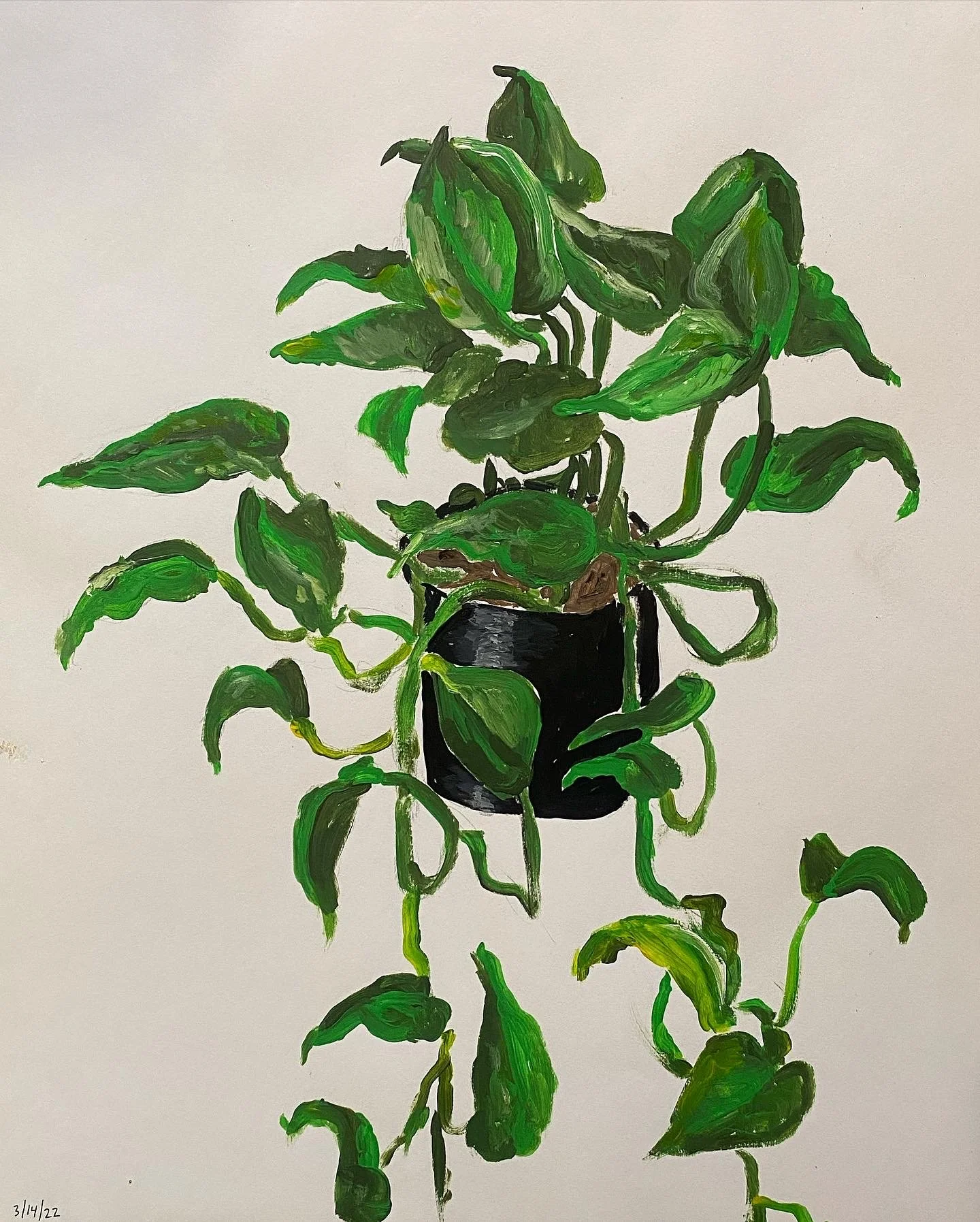 Devil's Ivy No. 1