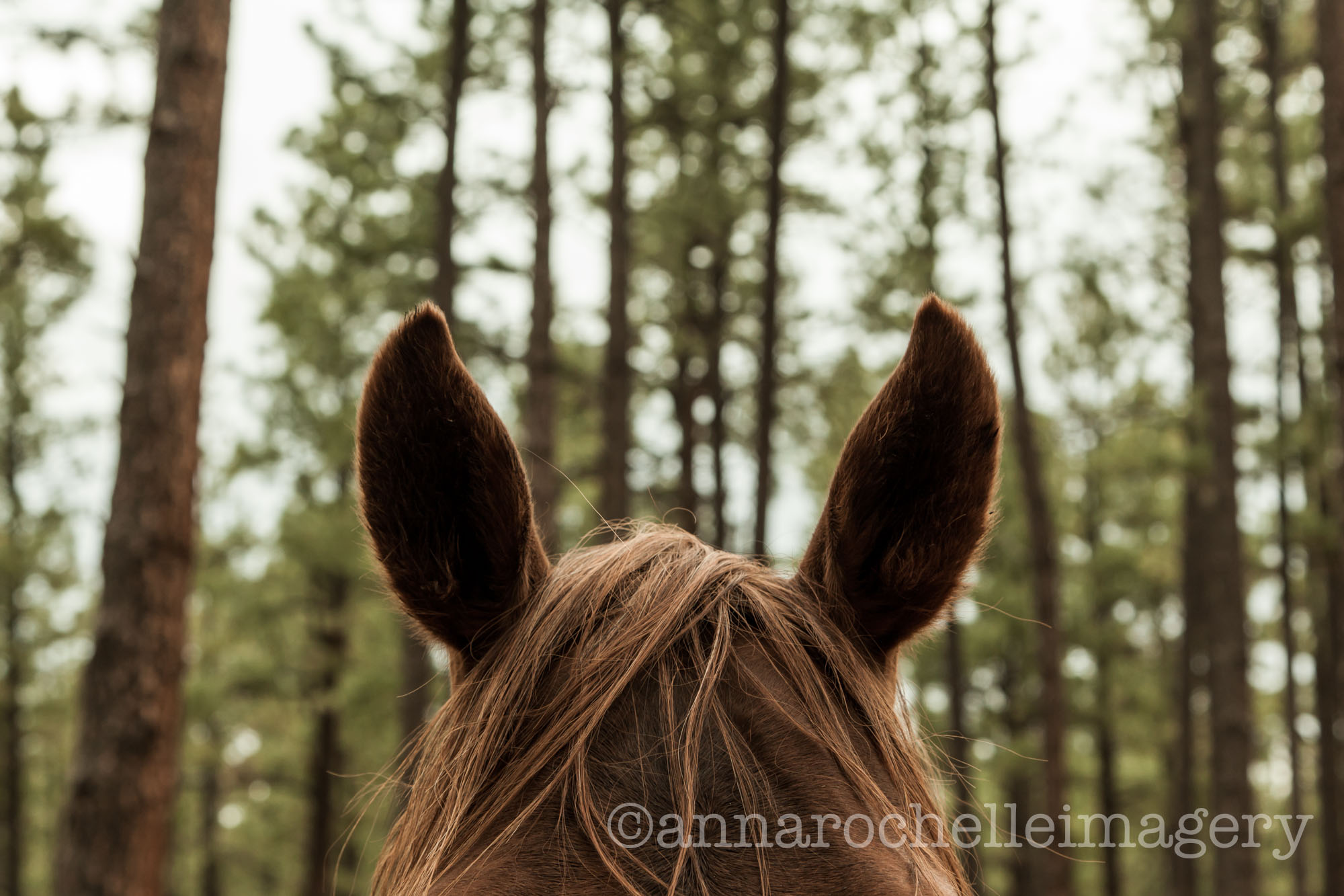 horses-greer-anna-rochelle-imagery-5.jpg
