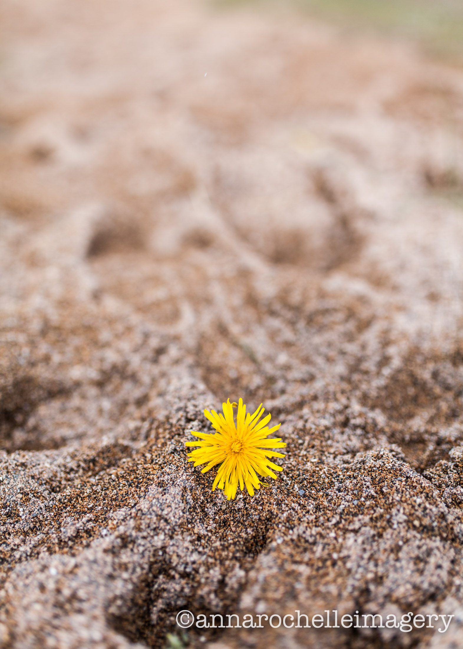 Bùdakirkja-sand-dandelion-beach-iceland-roadtrip .jpg