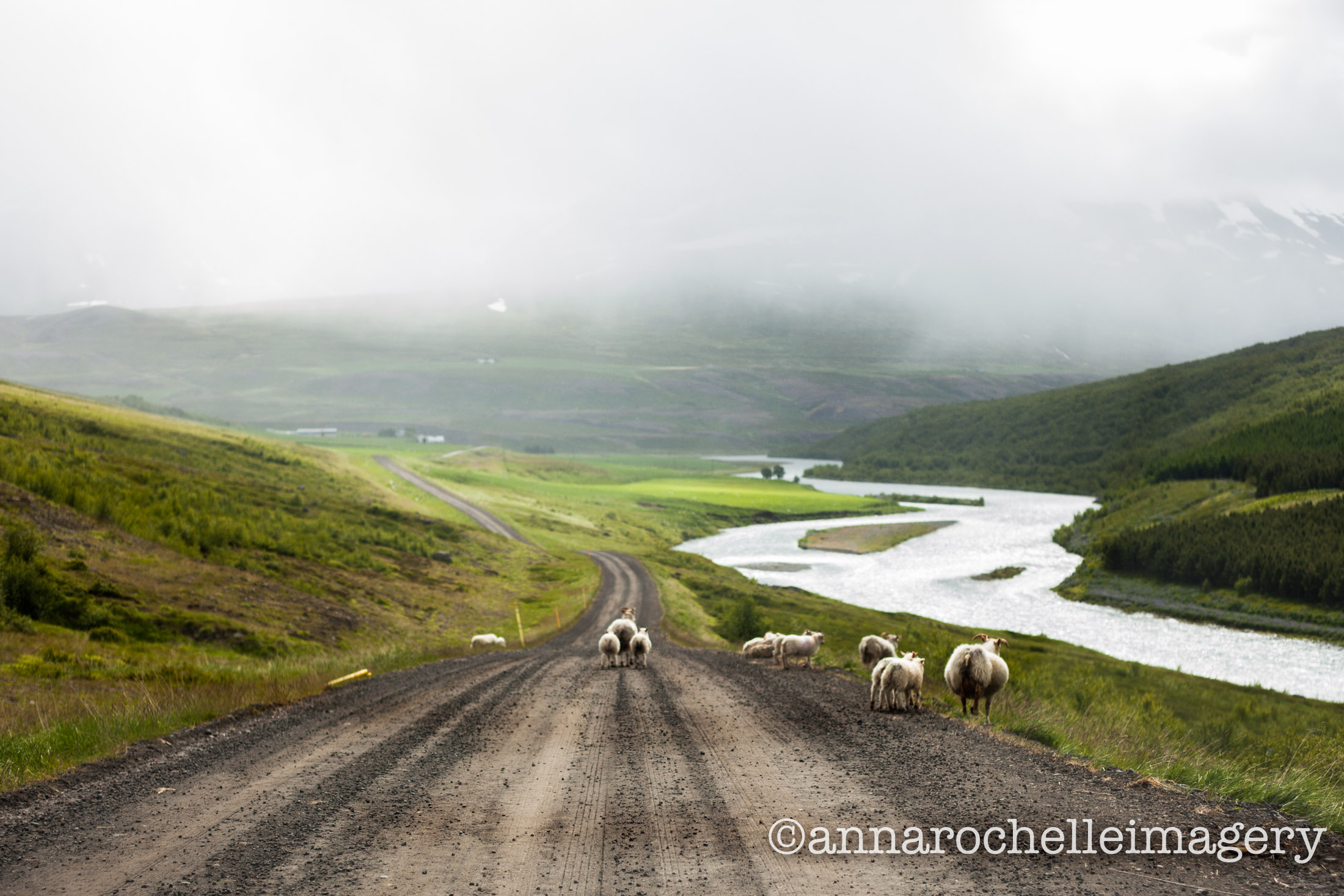 sheep-iceland-IMG_3527.jpg