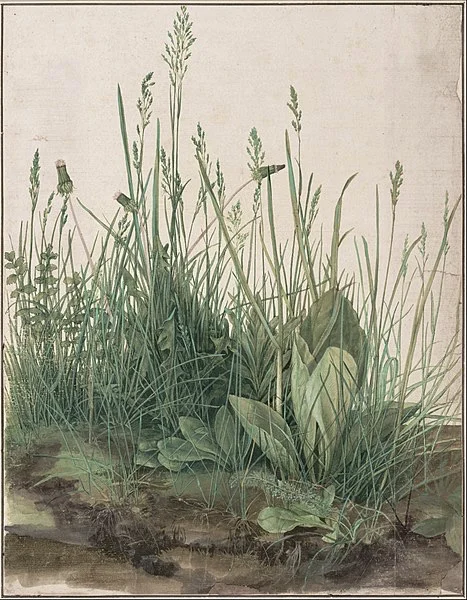 Albrecht Dürer - The Large Piece of Turf, 1503 From Wikimedia Commons, the free media repository