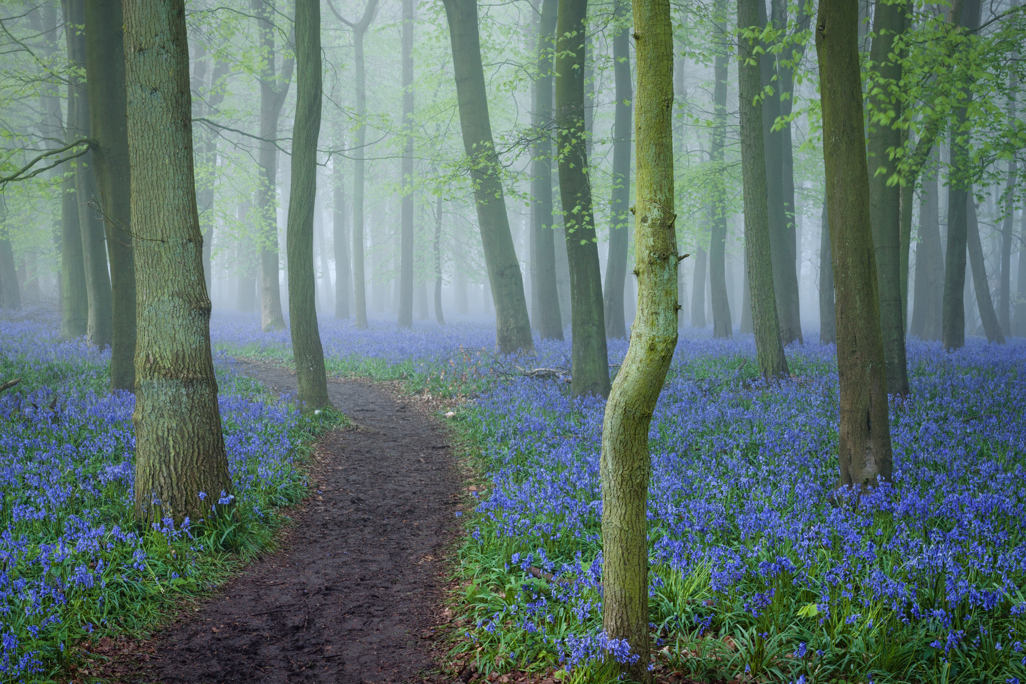 Dockey Wood Misty Morn Path 2014.jpg