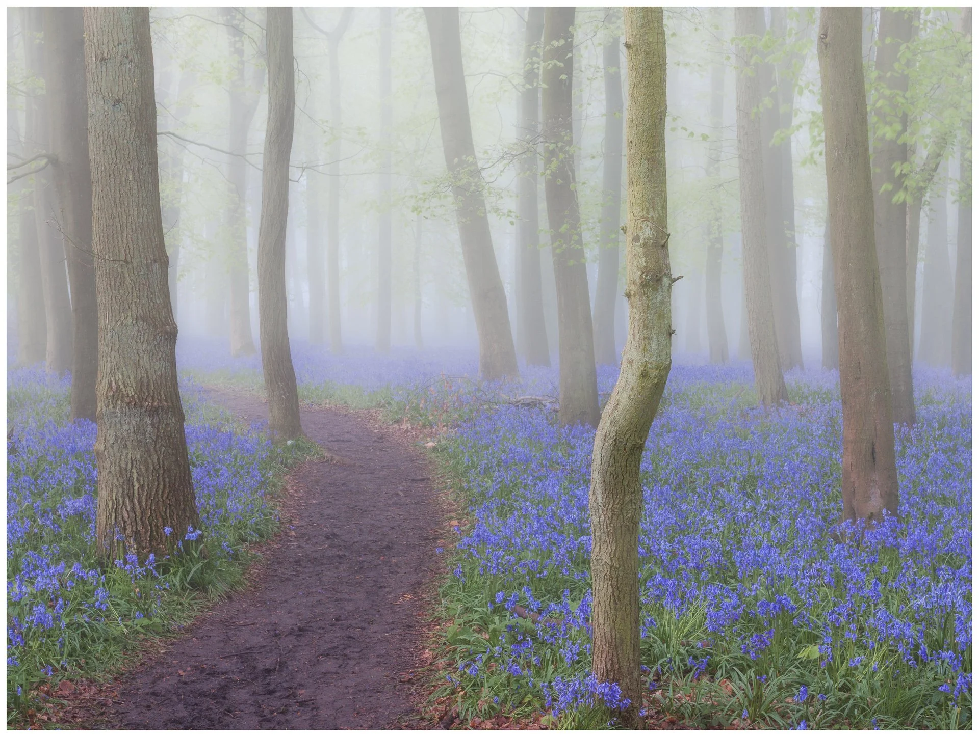 0054 Bluebells small.jpg