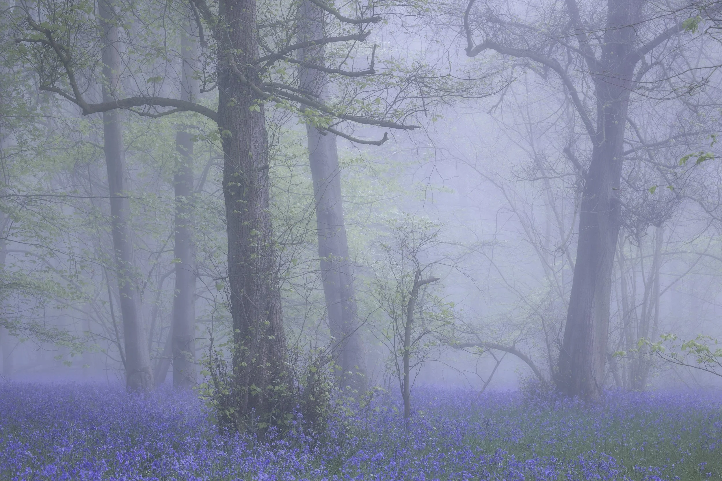 Misty Morning Mk2 op mag.jpg