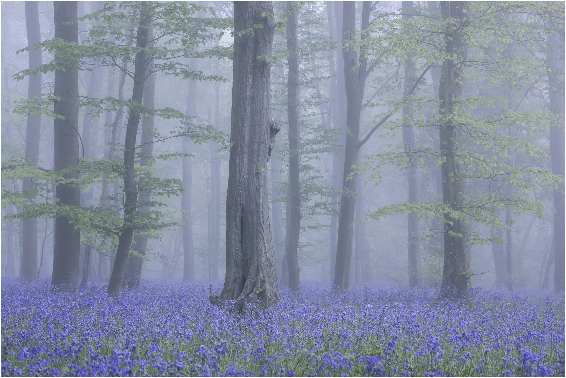 Whispers Through The Trees - Brian Roberts.jpg