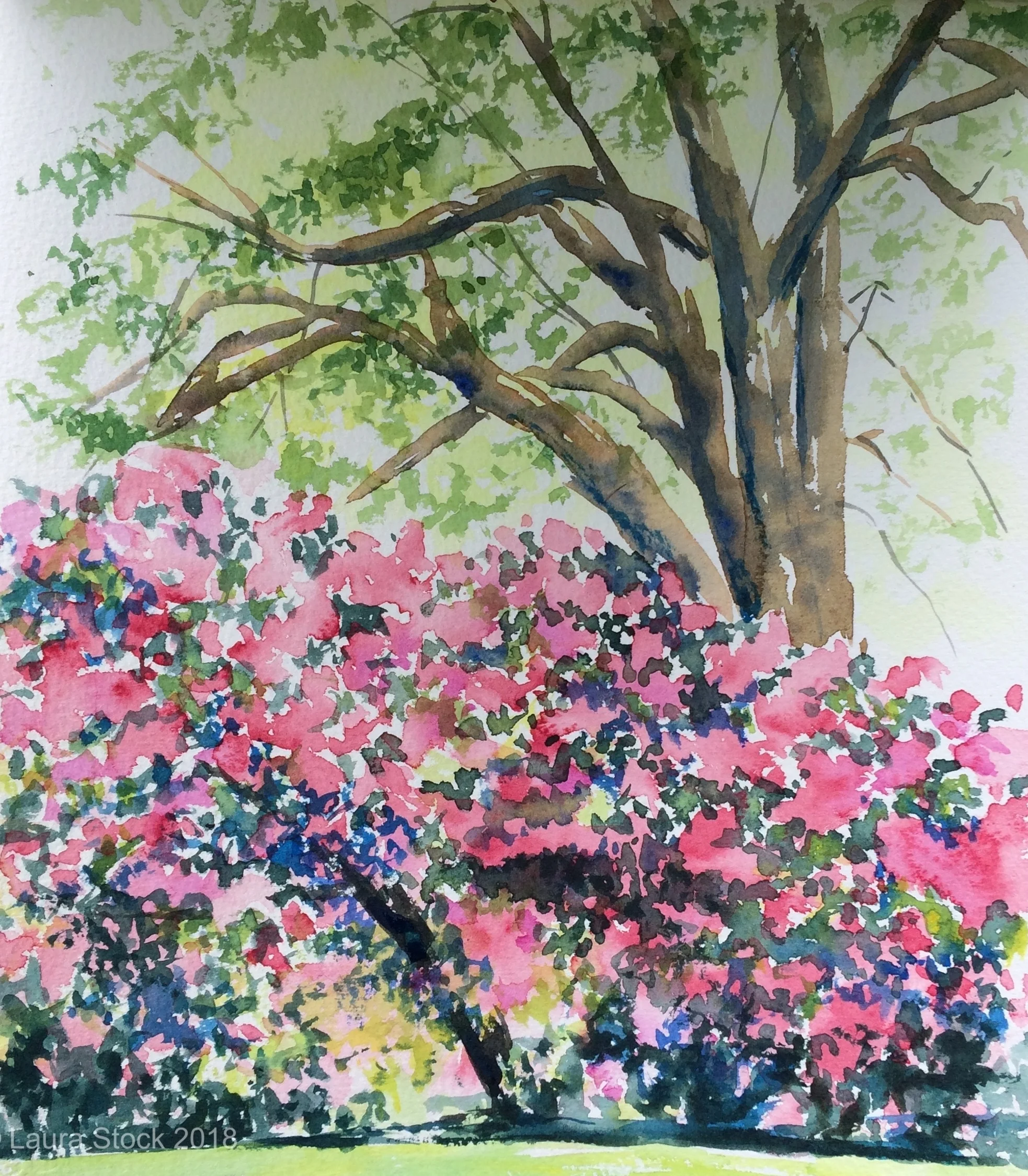 Spring Blossom Kew Gardens