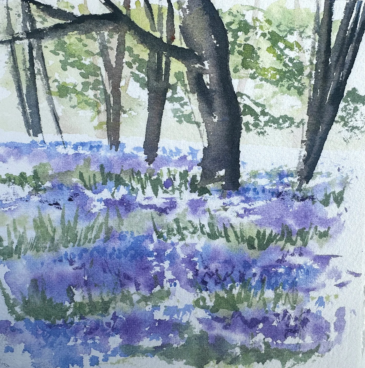 Bluebells at Ashridge Woods