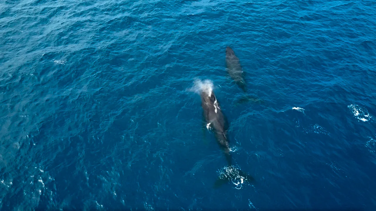 53-HAWAII-JAN.2018-DRONE-SHOT.jpg