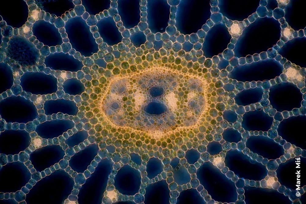 Marek Miś photographs plant tissue with a microscope