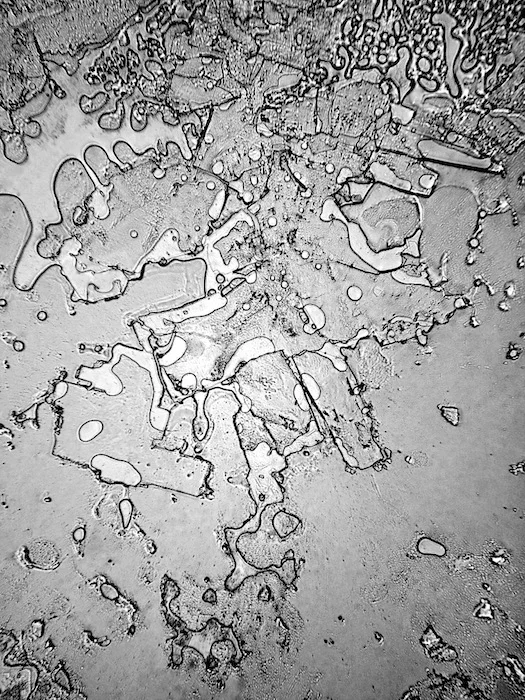 Laughing till I’m crying From The Topography of Tears © 2017 by Rose-Lynn Fisher. Published by Bellevue Literary Press: www.blpress.org