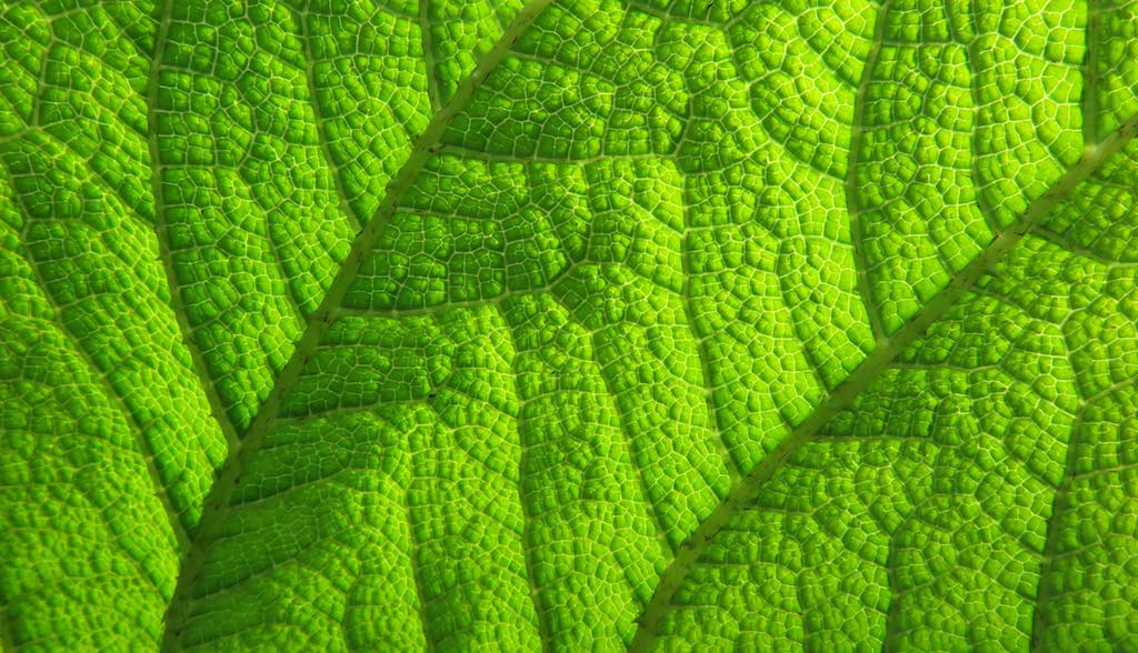 HOMEPAGE-green-leaf-480K-90midtone.jpg