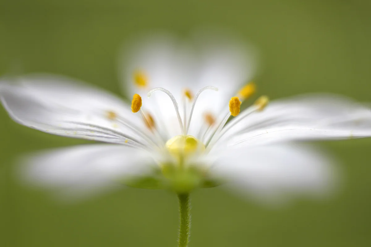 Mandy-Disher-Stitchwort-CUPOTY-1200px.jpg