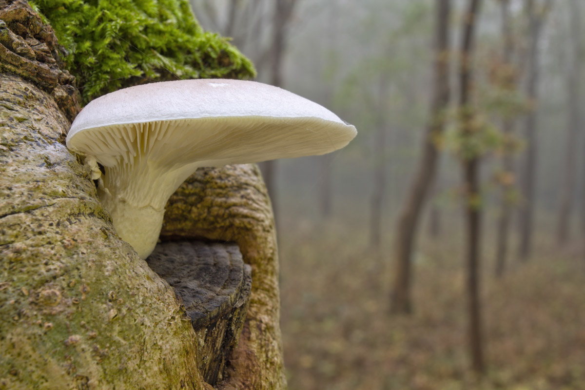 Jake-Kneale-In-The-Mist-CUPOTY-1200px.jpg