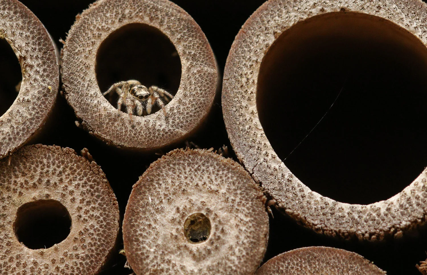 Jo Angell | Inquisitive Zebra Spider