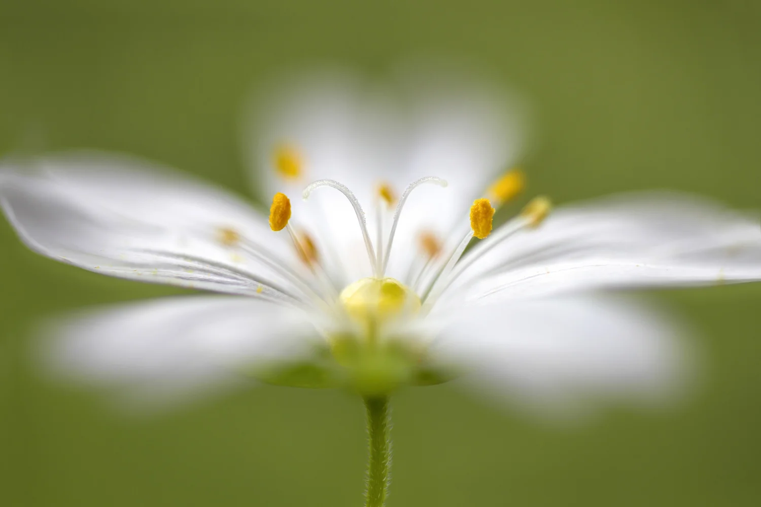 Mandy Disher | Stitchwort