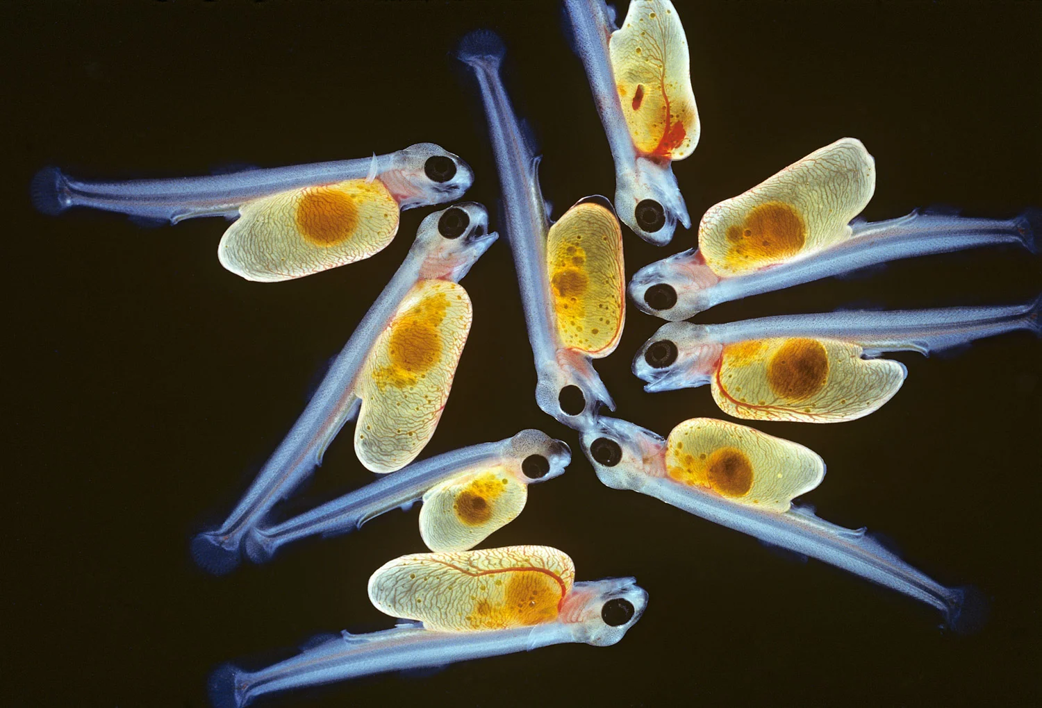 Heather Angel | Recently Hatched Trout Alevins