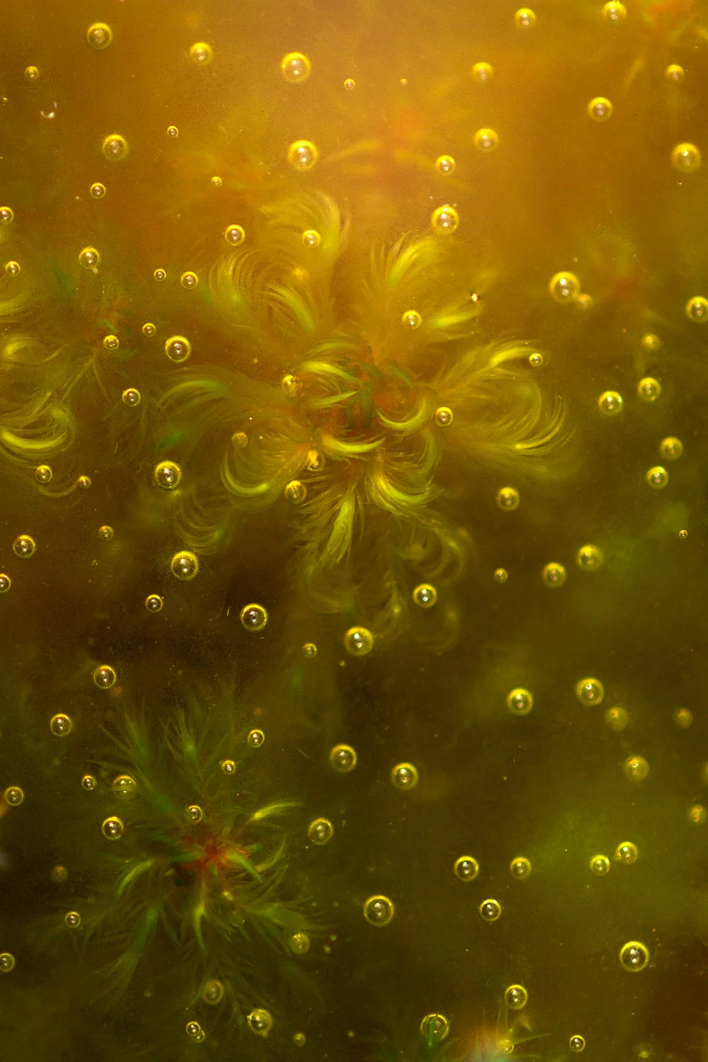 Tina Claffey | Frosted Sphagnum