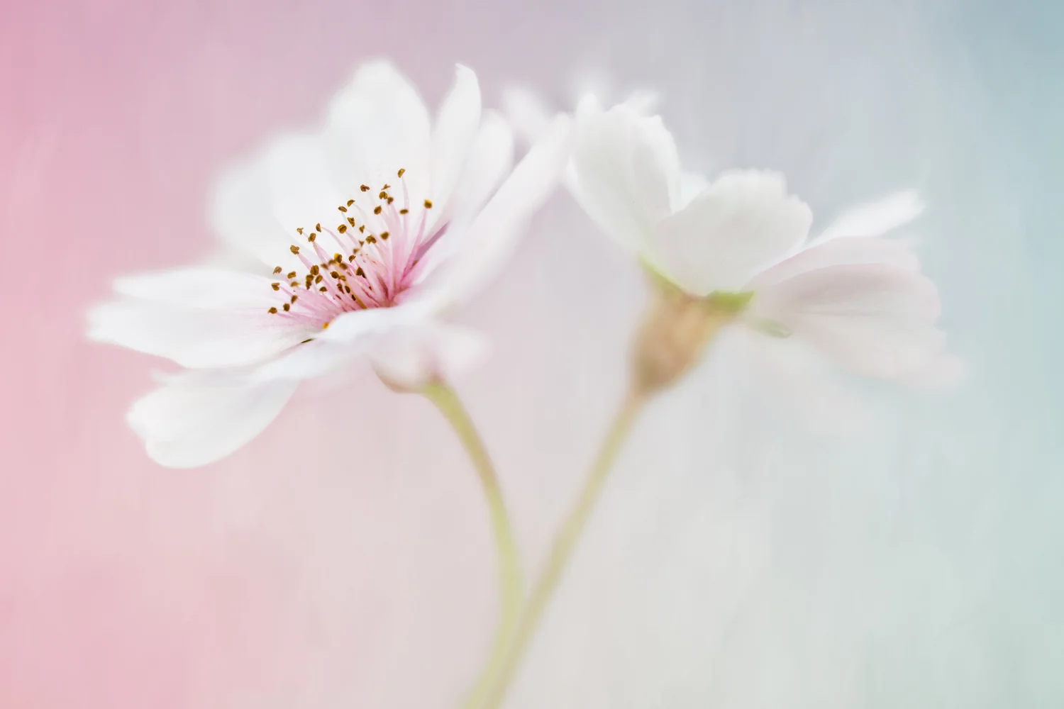 Sophia Spurgin | Cherry Blossom