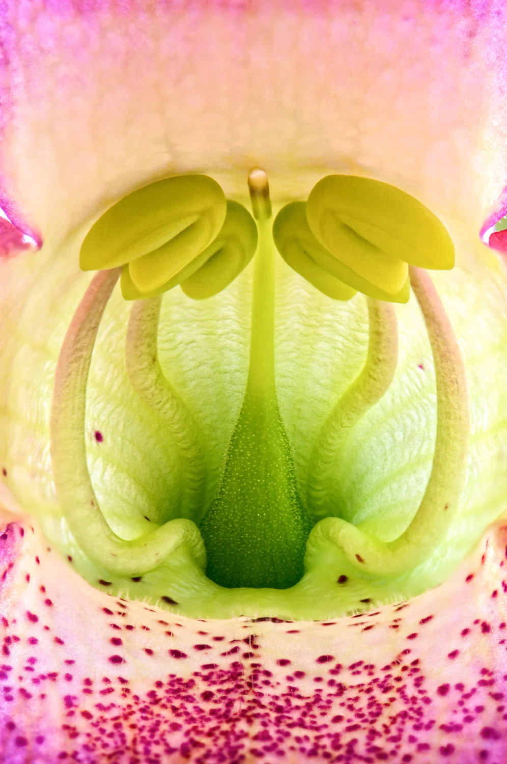Sarah-fiona Helme | Foxglove World