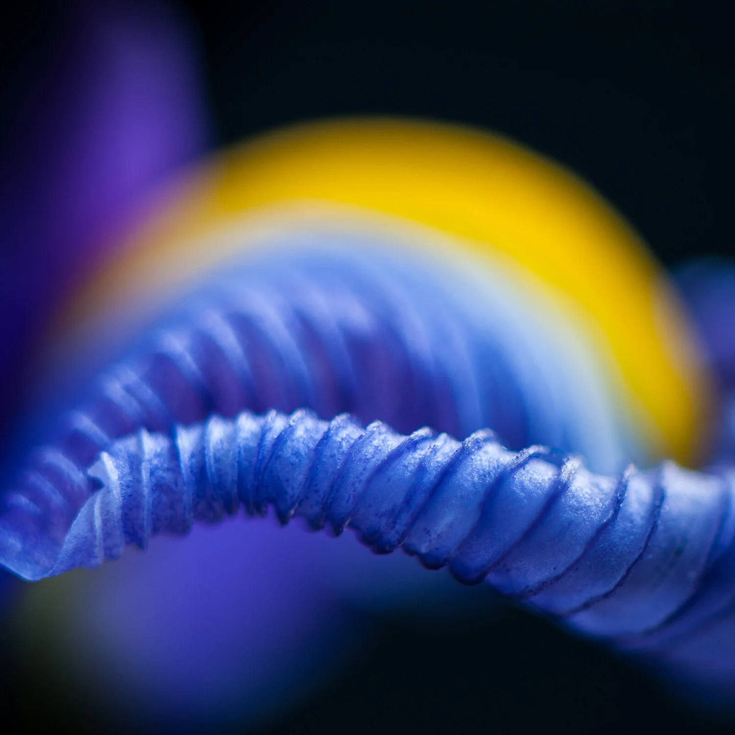 Rachel Chappell | Iris Waves