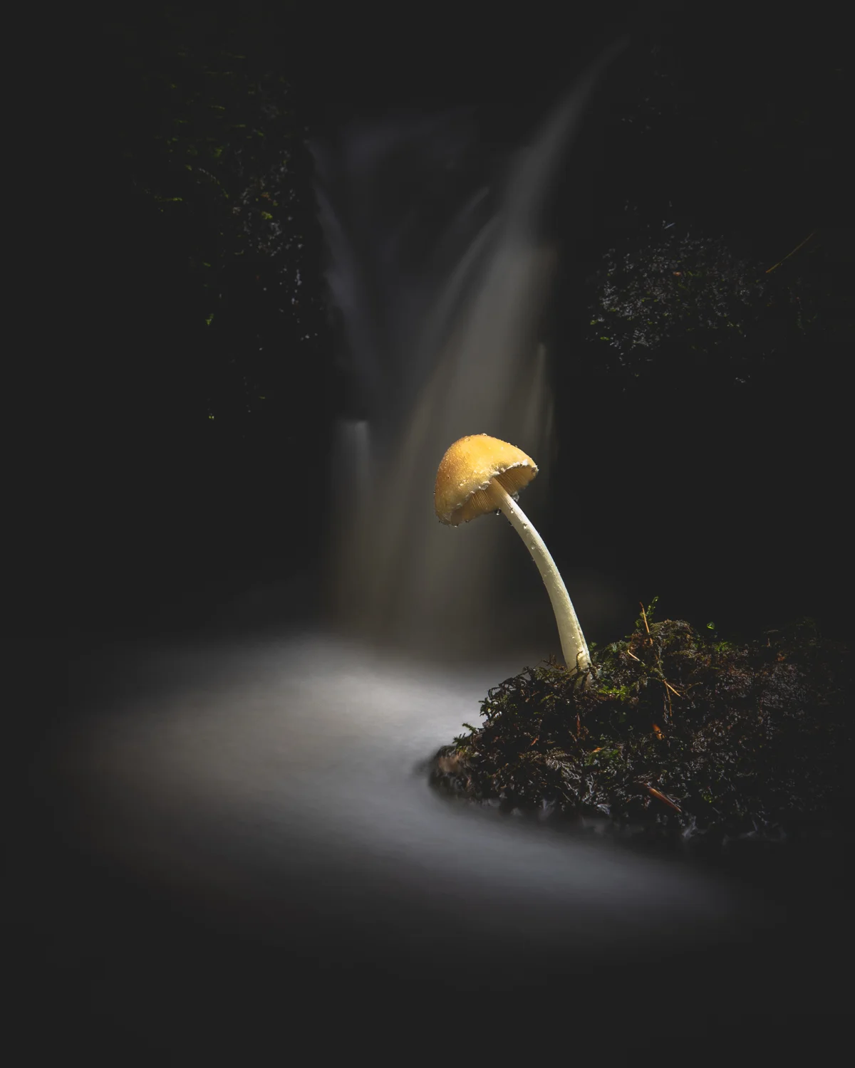 Jay Birmingham | Fairy Island