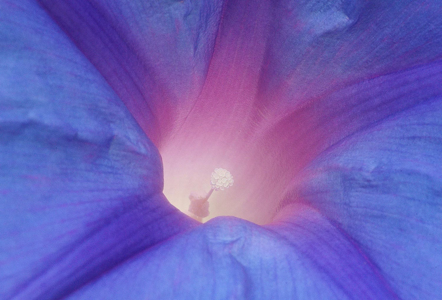 Sandy Furniss | Morning Glory