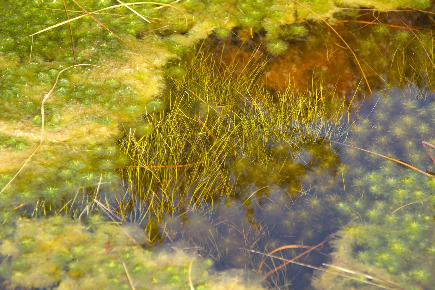 © Tina Claffey — Sphagnum Tapestry