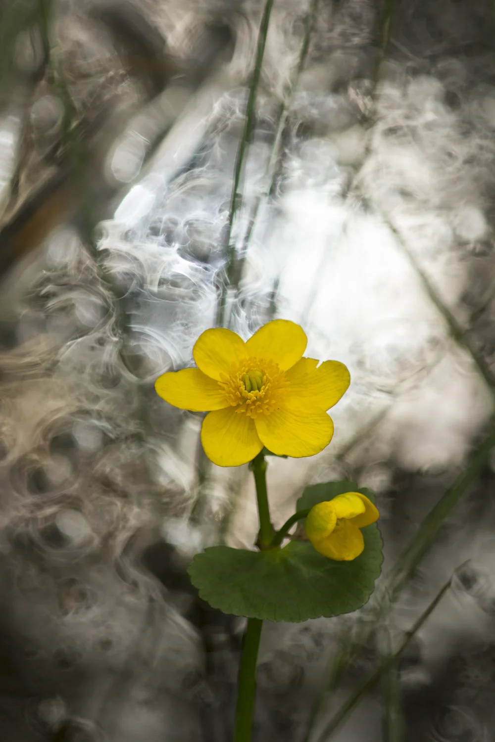 © Tina Claffey — Marsh Marigold