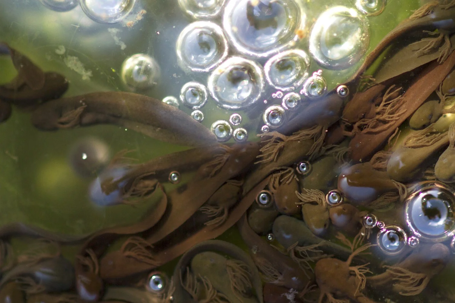 © Tina Claffey — Frenzy of Newts