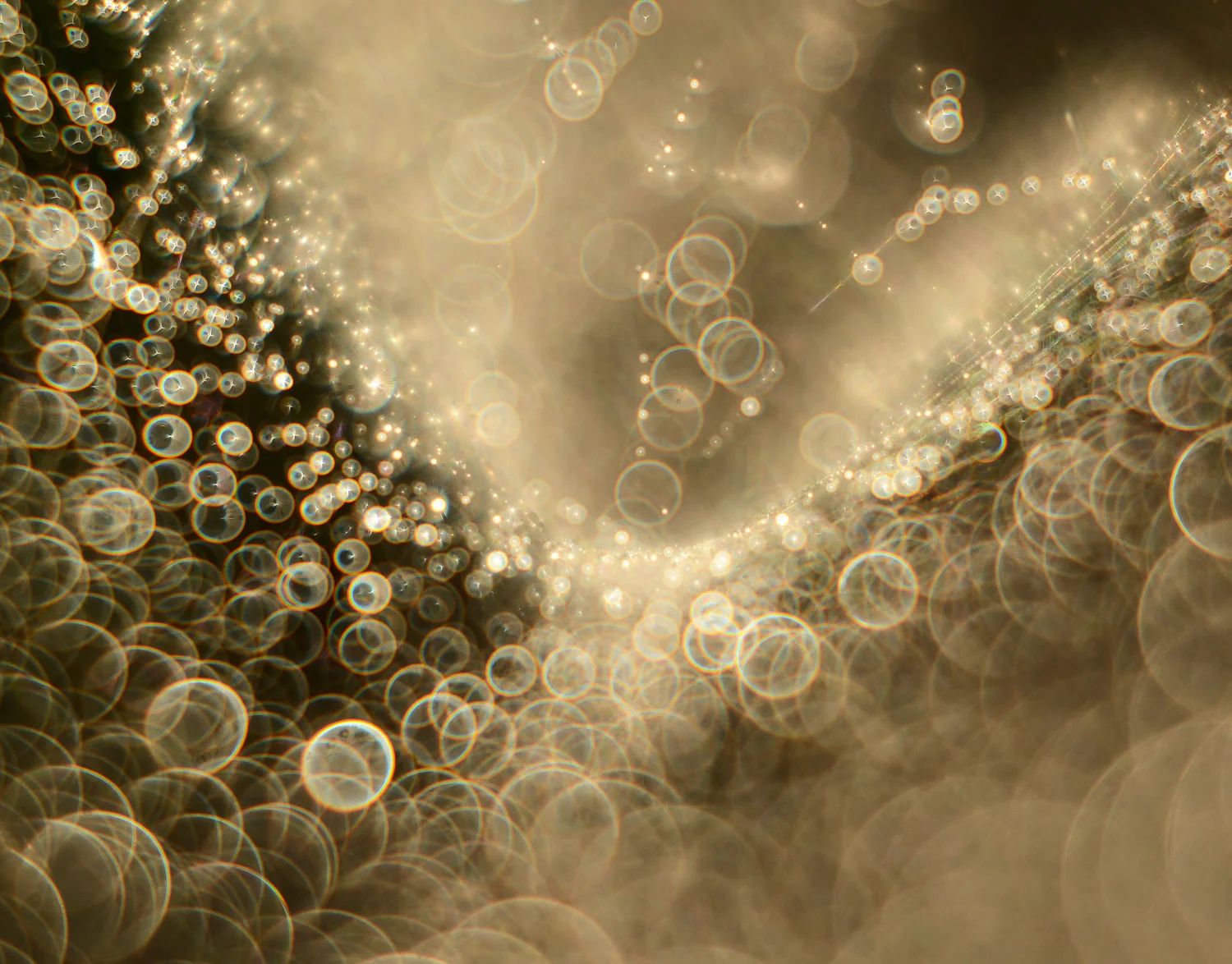 Carolyne Barber | Spider’s Web Galaxy