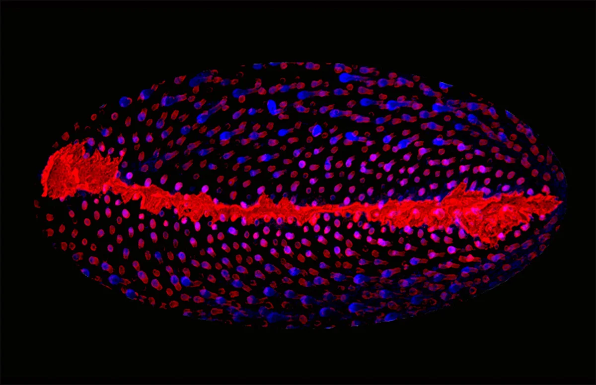 Kif Liakath-Ali | The Inner Artwork of a Mouse Eyelid