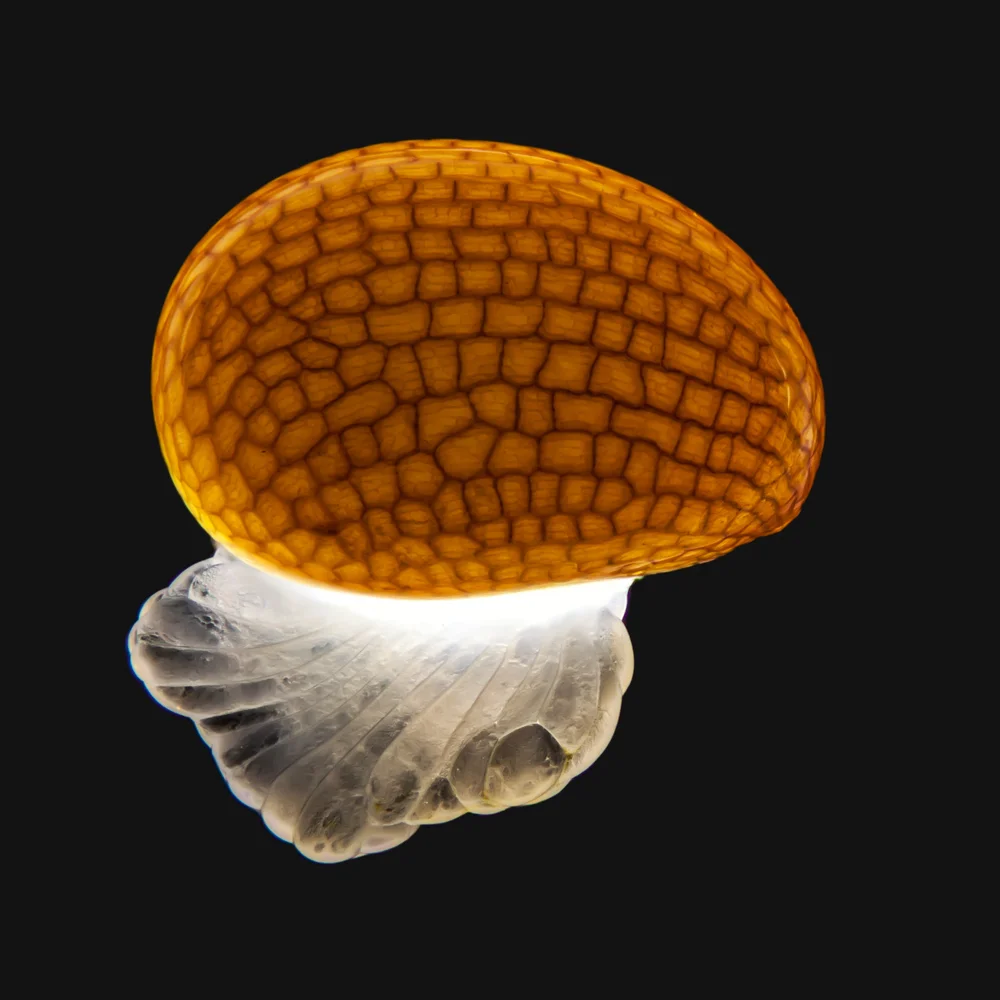 Gerd A. Günther | Greater Celandine Seed Grain