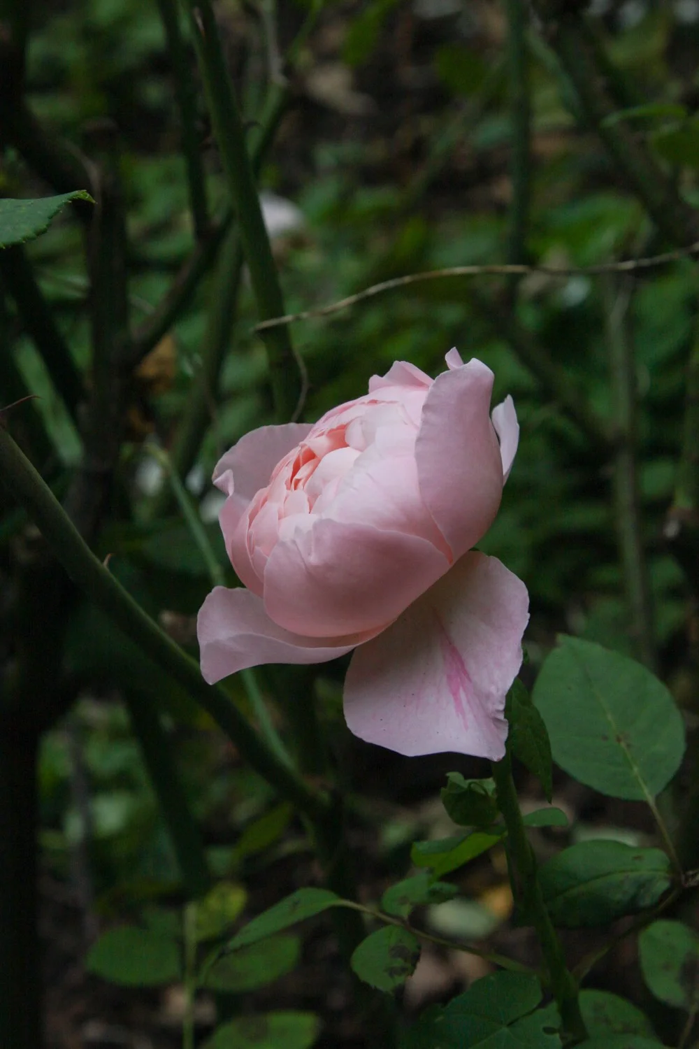 Without the NiSi Close-up lens attached to my 24-105mm zoom the minimum focusing distance is about 45cm © Tracy Calder