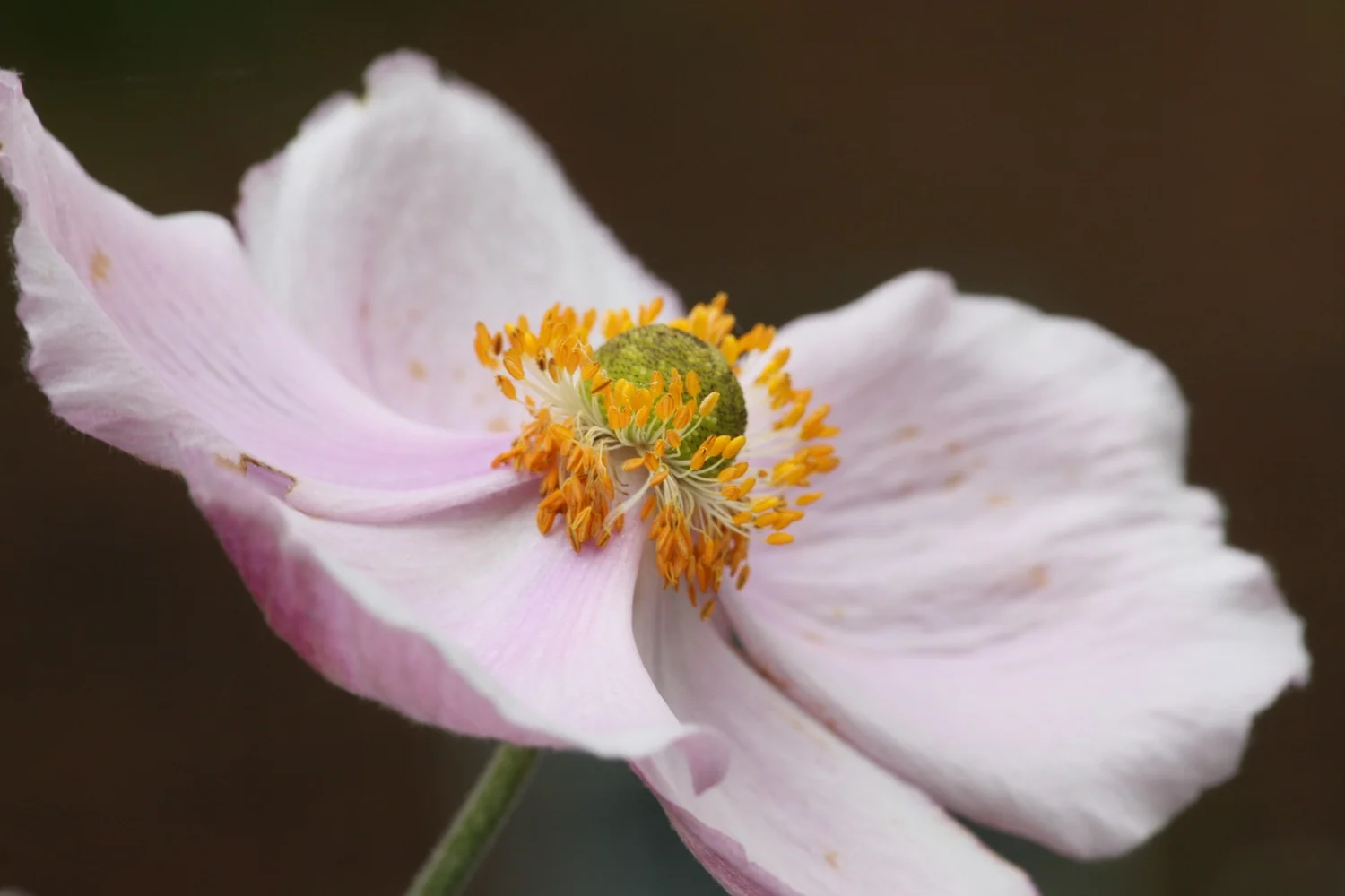Chinese anenome taken with the NiSi Close-up Lens Kit at f/11 – right in the sweet spot © Tracy Calder