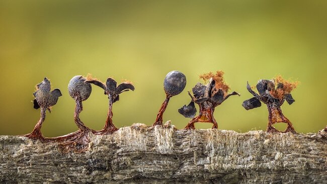 Barry Webb-Slime Moulds on Parade-CUPOTY02-650px.jpg