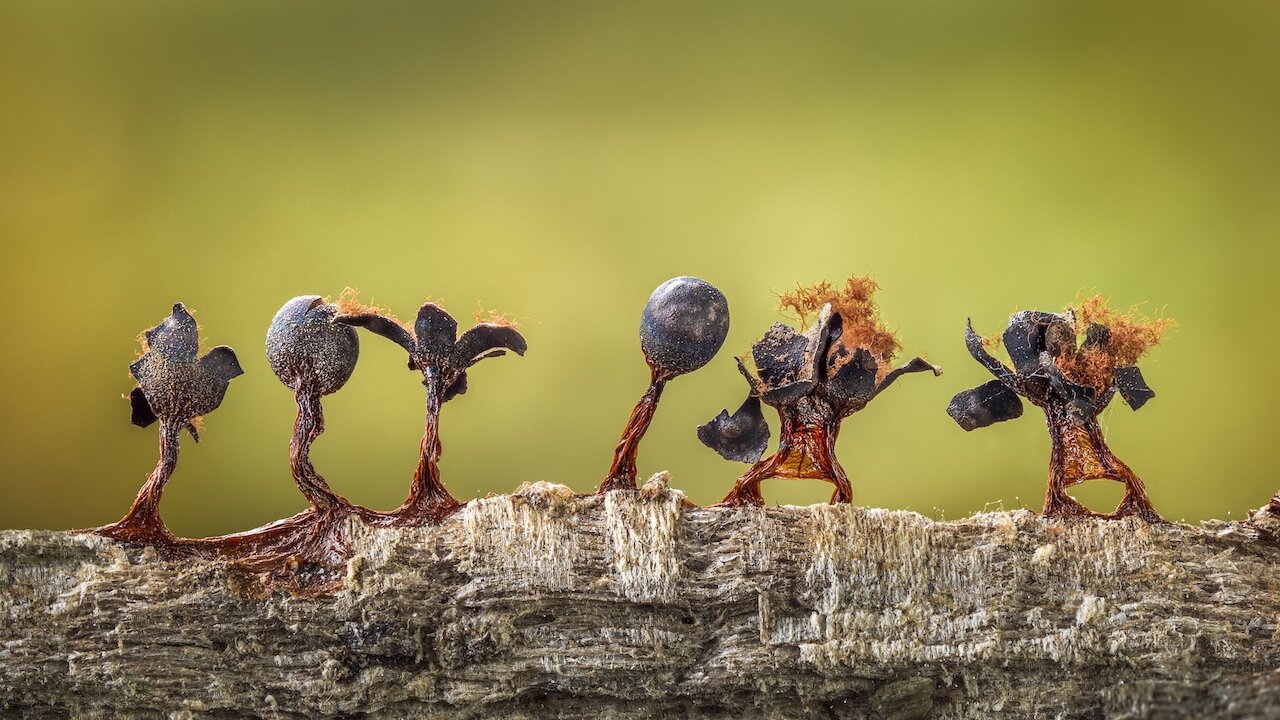 Barry Webb | Slime Moulds on Parade