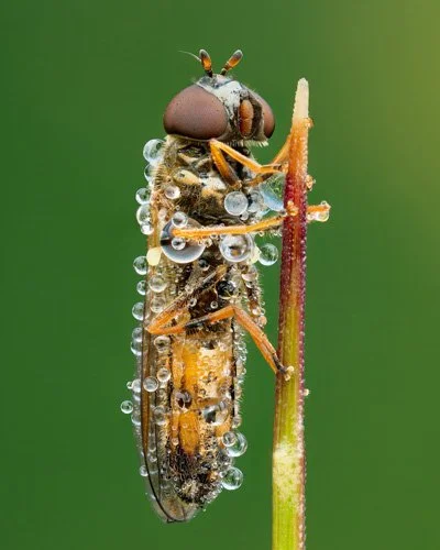 Kamilla Szava-Oberndorfer