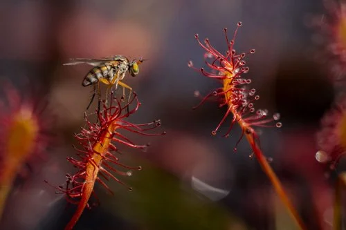 Alexis Tinker-Tsavalas