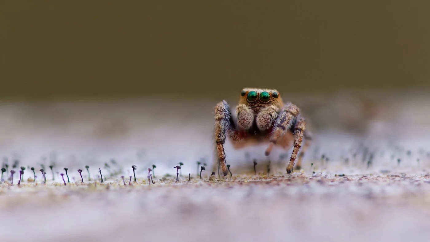 Marina Gavrikova (13)