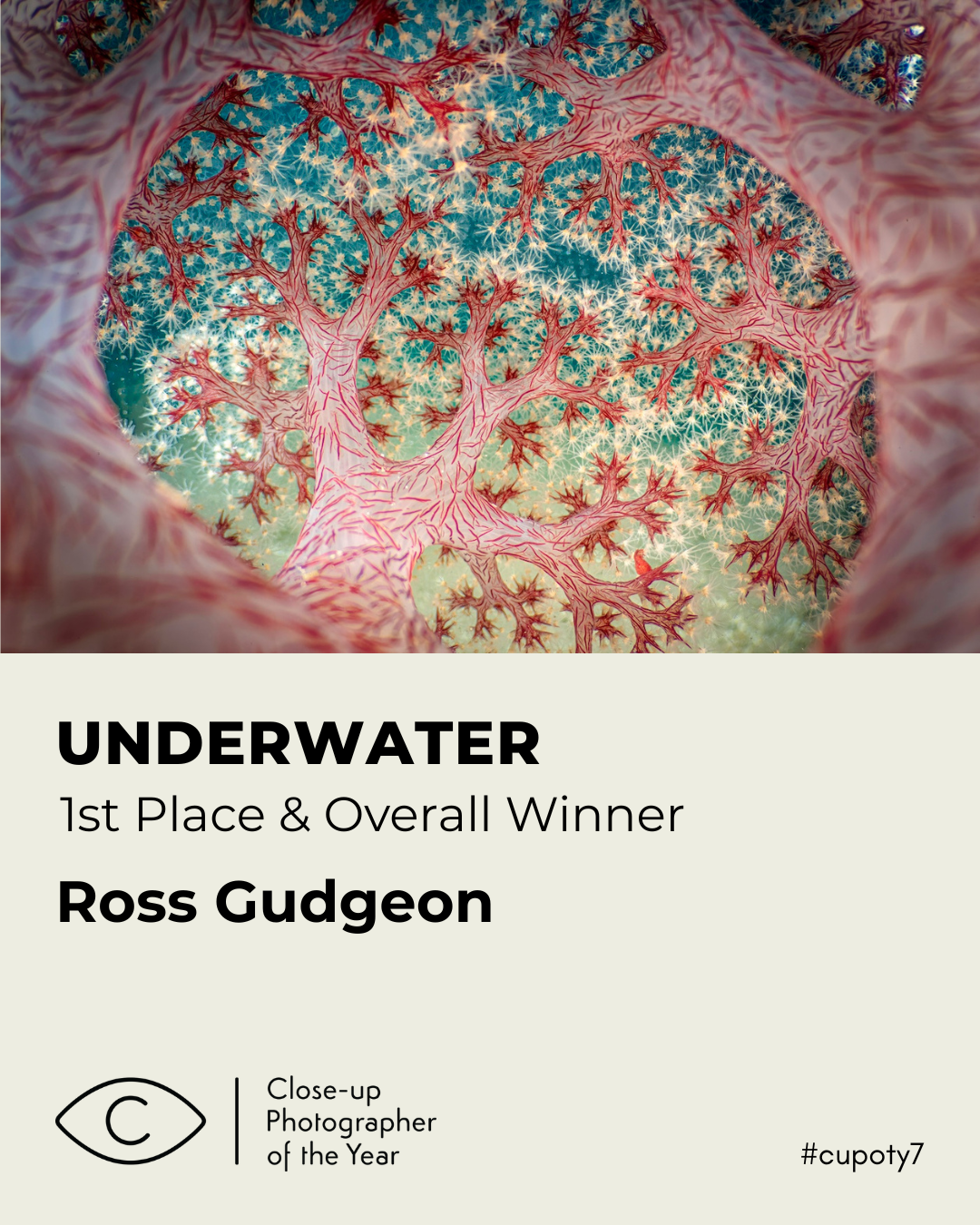 Ross Gudgeon Wins Close-up Photographer of the Year 7 (2025)