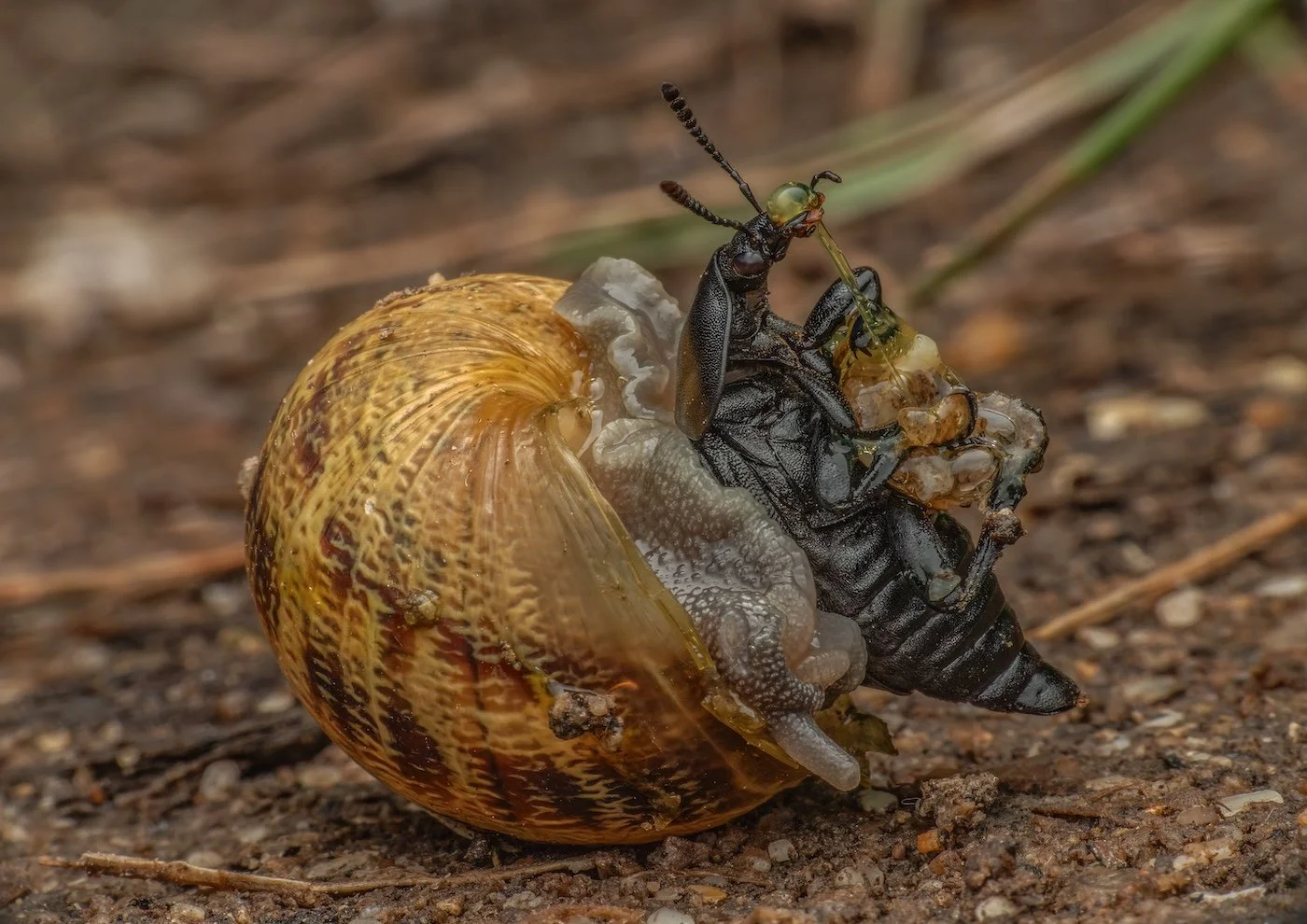 19-Jethro-Haynes-Snail Eating Beetle bound in snail secrections xx.jpg
