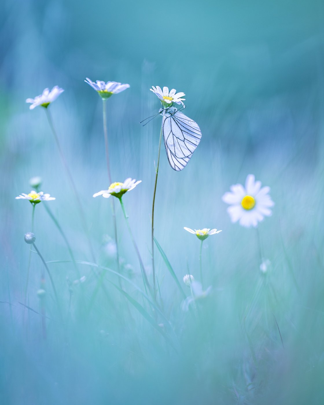 7-Butterflies & Dragonflies-Ria-Bloemendaal-large-veined-white-on-the-daisy.jpg