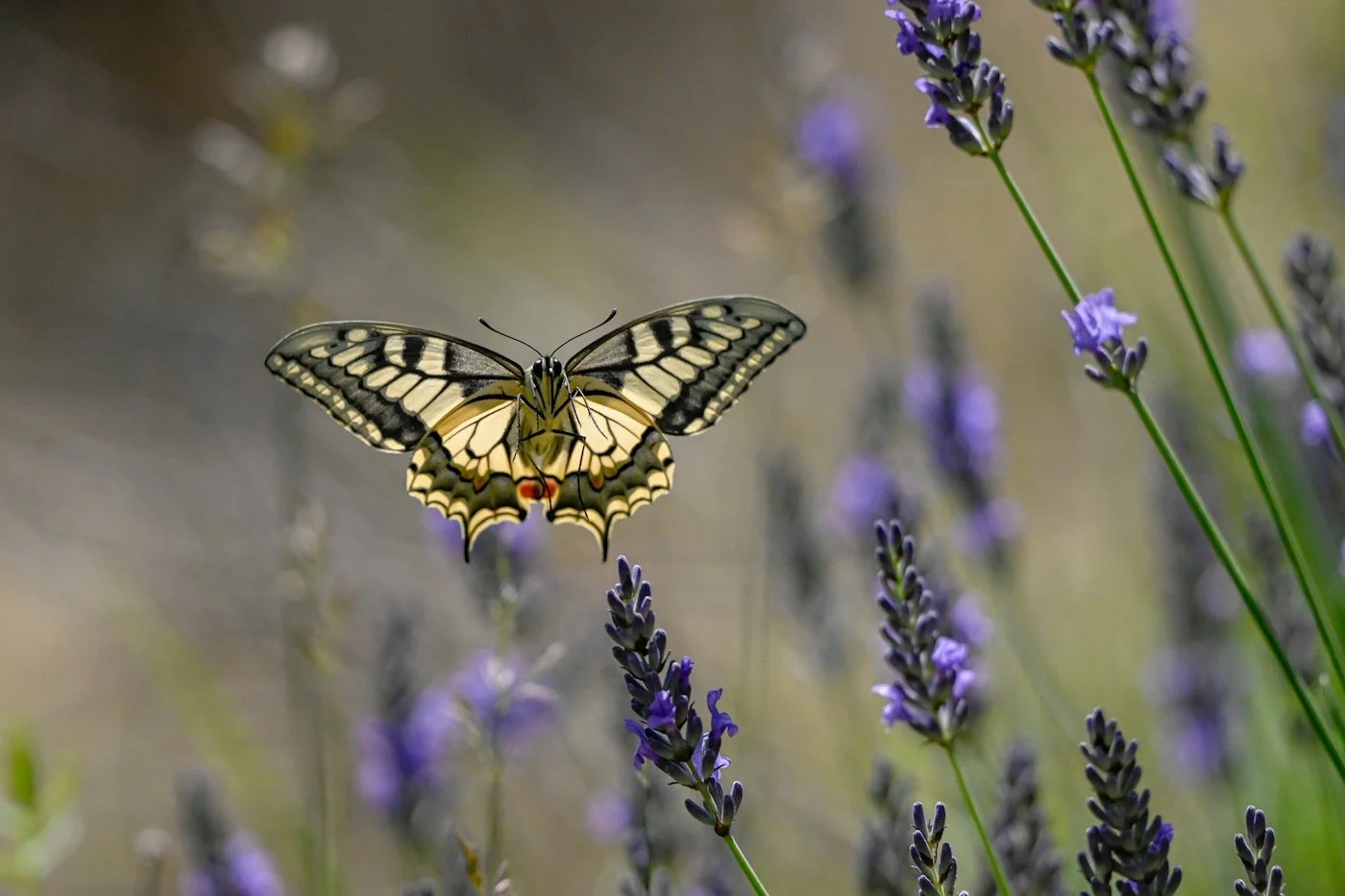 19-BUTTERFLIES AND DRAGONFLIES-Pierre-Escoubas-the king.jpg