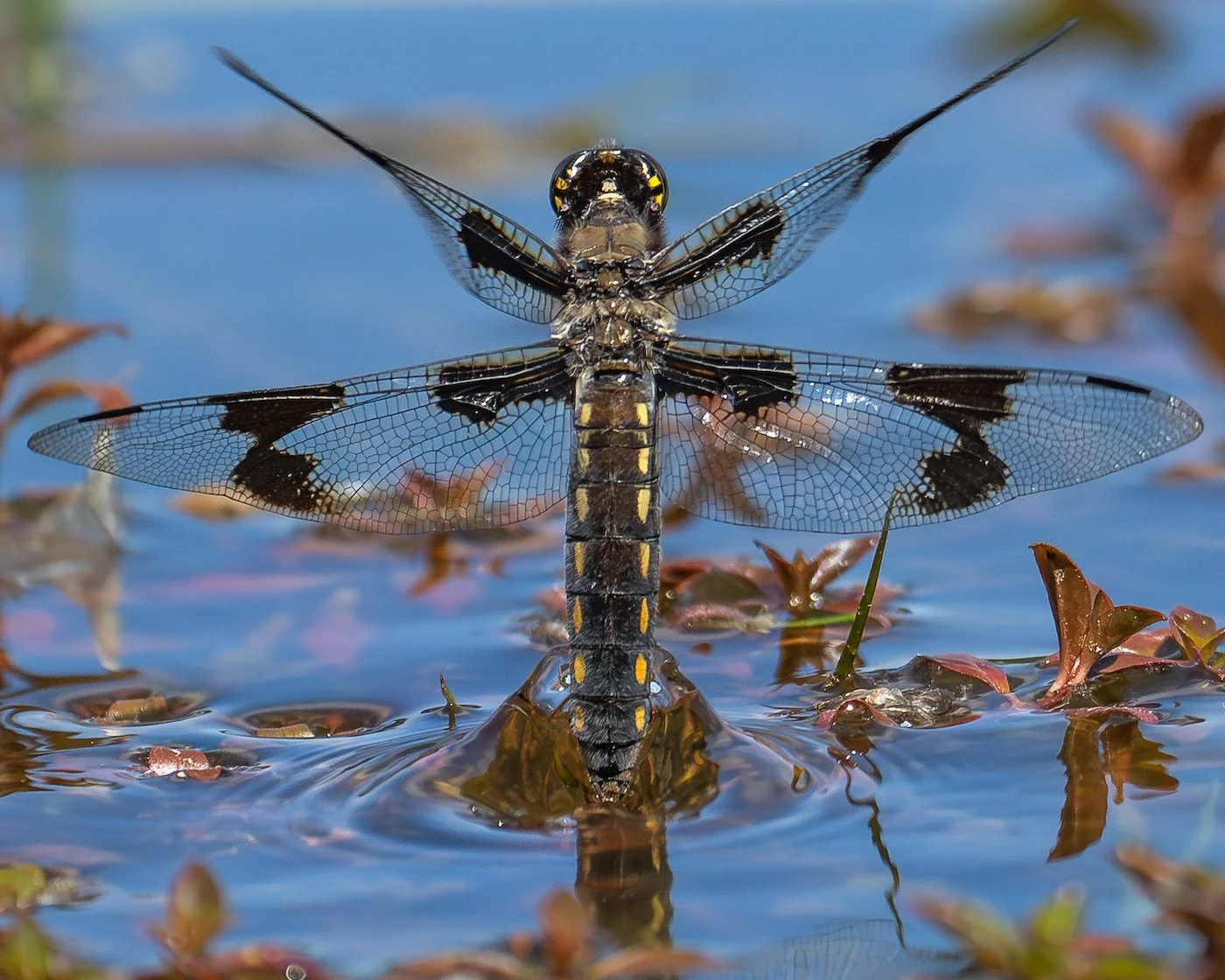 54-Steve Russell_Eight-spottedSkimmer.jpg
