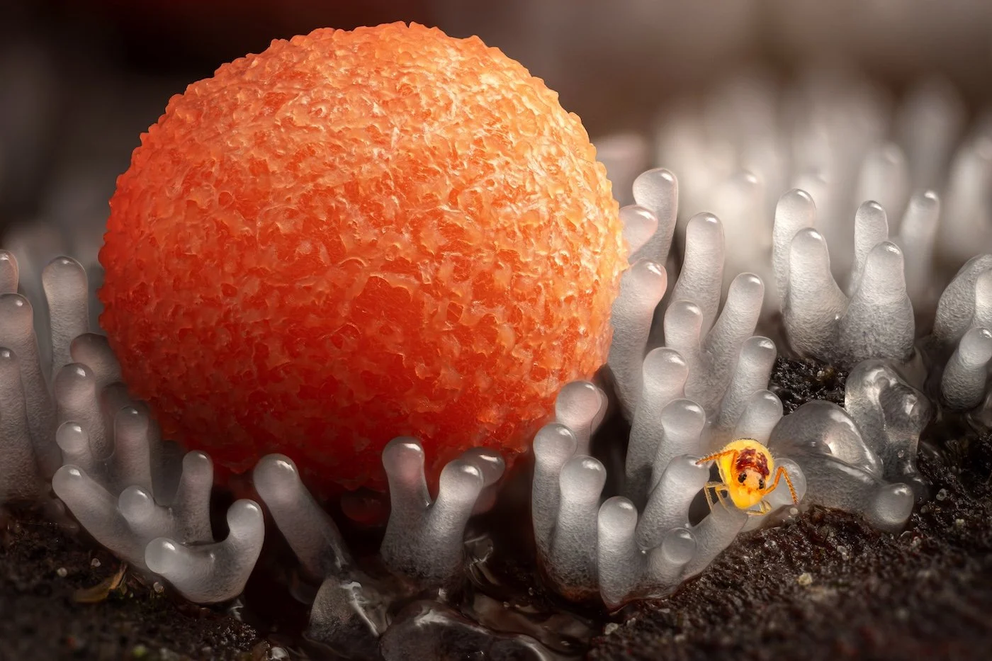 26-Fungi&SlimeMoulds-Przemek-Kryściak-Little-Boy.jpg