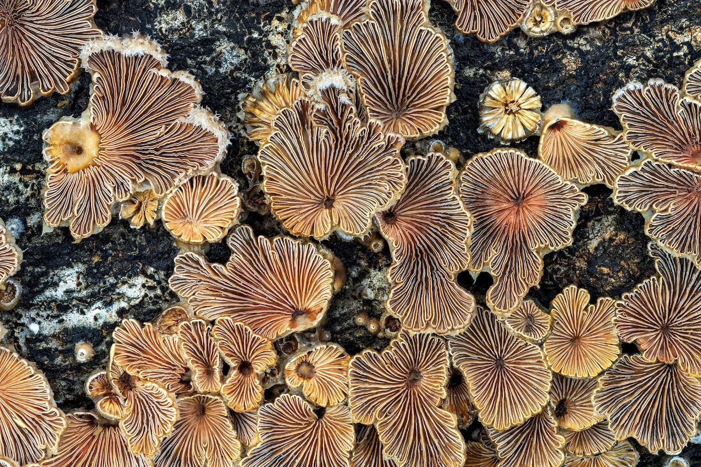 12-Fungi & Slime Moulds-Jean-Philippe-Delobelle-Little-suns-of-winter.jpg