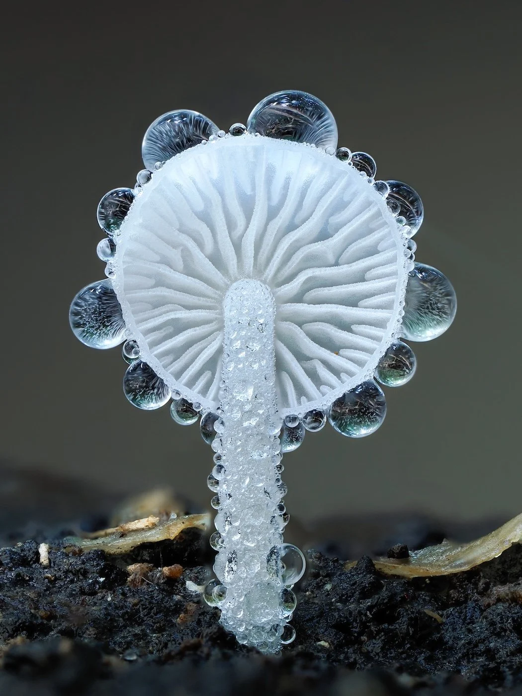30-Fungi-Jay-Lichter-Dewdrops.jpg