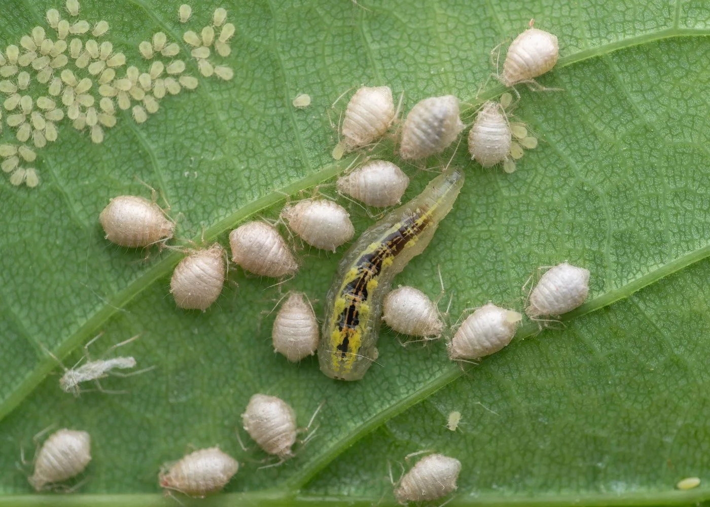 12-insects_hoverfly larva_Joshua Clarke.jpg
