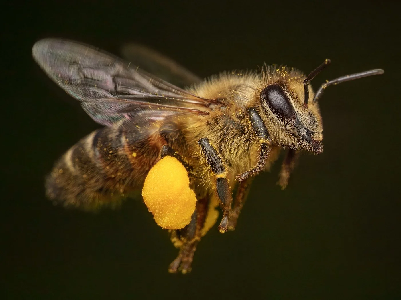 27-Insects-Jose-Madrigal-Flight-1.jpg